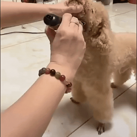 NUEVO KIT DE CORTA PELO PARA MASCOTAS